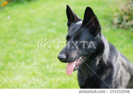 Black German Shepherd on a green lawn 133310506