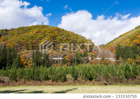 【秋田新幹線】特快列車小町號穿過秋葉染紅的山區。 【秋田新幹線】特快列車小町號穿過秋葉染紅的山區。 133310750