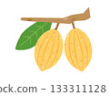 Illustration of yellow cacao fruit Illustration of yellow cacao fruit 133311128