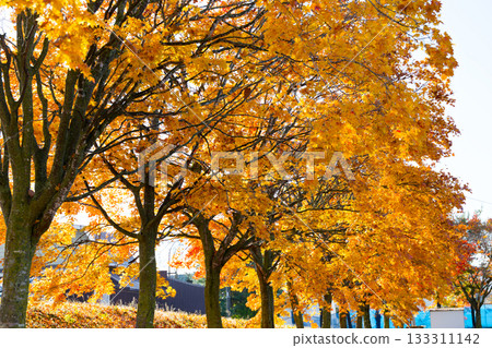 Autumn leaves Autumn leaves 133311142