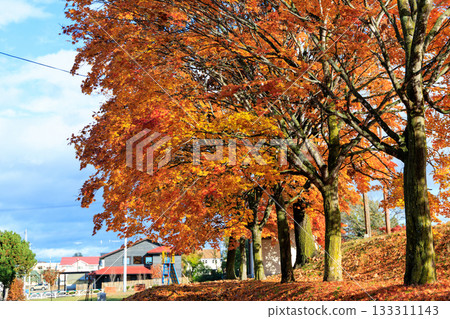 Autumn leaves 133311143