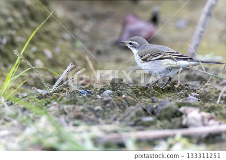 A long-toed lapwing that flew into a fallow field A long-toed lapwing that flew into a fallow field 133311251