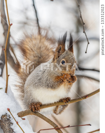 The squirrel with nut sits on tree in the winter or late autumn The squirrel with nut sits on tree in the winter or late autumn 133312023