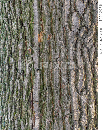 Bark texture and background of a old tree trunk. Detailed bark texture. Bark texture and background of a old tree trunk. Detailed bark texture. 133312026