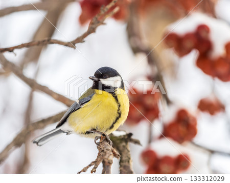 Cute bird Great tit, songbird sitting on a branch without leaves in the autumn or winter. 133312029