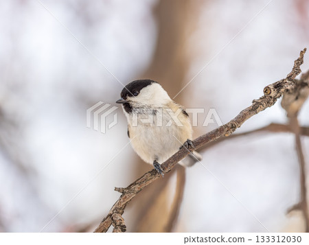 Cute bird the willow tit, song bird sitting on a branch without leaves in the winter. Cute bird the willow tit, song bird sitting on a branch without leaves in the winter. 133312030