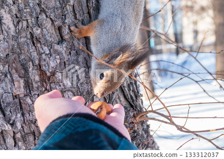 Squirrel eats nuts from a man's hand. Caring for animals in winter or autumn. Squirrel eats nuts from a man's hand. Caring for animals in winter or autumn. 133312037