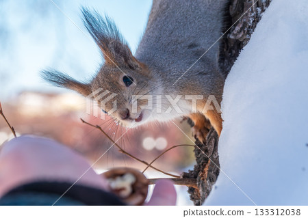 Squirrel eats nuts from a man's hand. Caring for animals in winter or autumn. Squirrel eats nuts from a man's hand. Caring for animals in winter or autumn. 133312038
