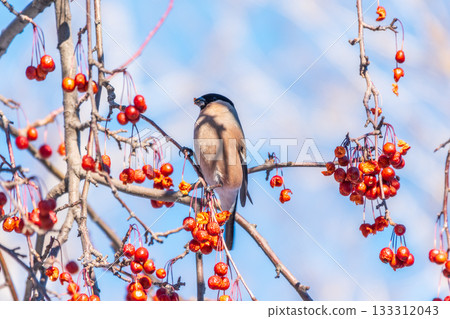 Bullfinch sitting on a branch. Beautiful bird with a red breast on a branch in winter. 133312043