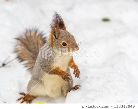 The squirrel in winter sits on white snow. 133312049