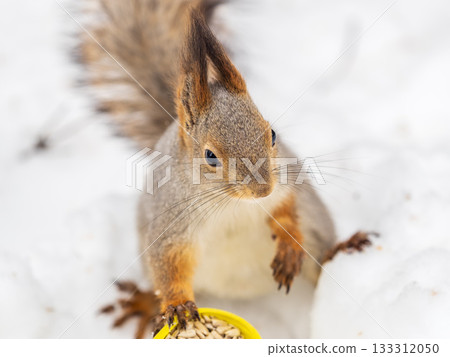 The squirrel in winter sits on white snow. 133312050