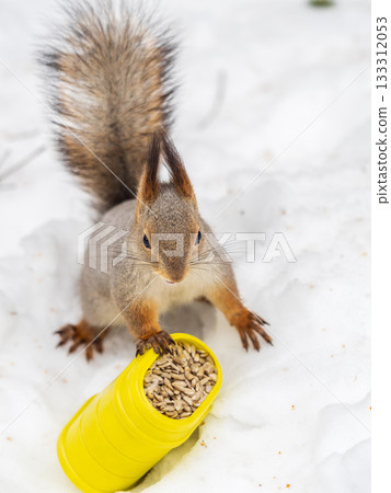 The squirrel in winter sits on white snow. The squirrel in winter sits on white snow. 133312053