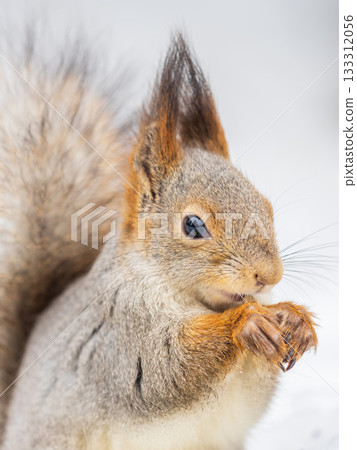 The squirrel in winter sits on white snow. 133312056
