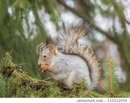 The squirrel with nut sits on tree in the winter or late autumn 133312059