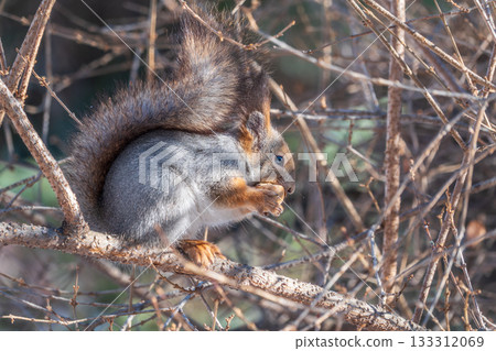 The squirrel with nut sits on tree in the winter or late autumn The squirrel with nut sits on tree in the winter or late autumn 133312069