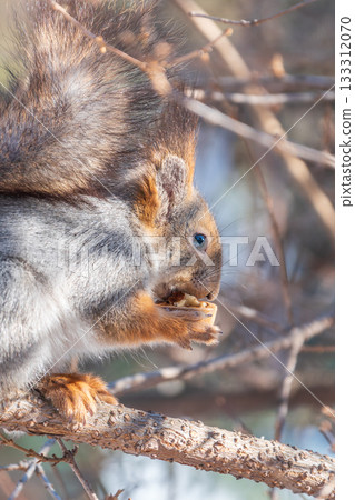 The squirrel with nut sits on tree in the winter or late autumn The squirrel with nut sits on tree in the winter or late autumn 133312070