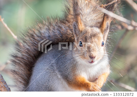 The squirrel sits on a branches without leaves in the winter or autumn 133312072