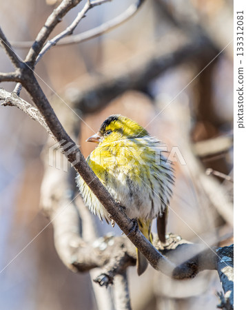 Eurasian siskin male, latin name spinus spinus, sitting on branch of tree. Cute little yellow songbird. 133312081