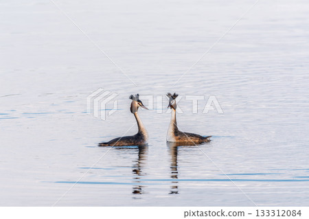 Mating games of two water birds Great Crested Grebes. Two waterfowl birds Great Crested Grebes swim in the lake with heart shaped silhouette 133312084