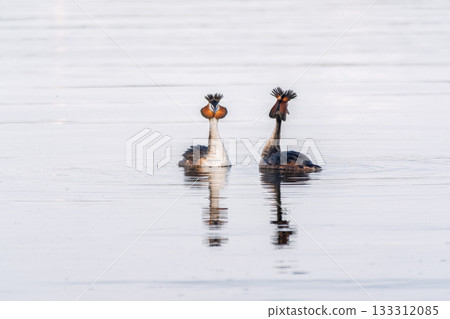 Mating games of two water birds Great Crested Grebes. Two waterfowl birds Great Crested Grebes swim in the lake with heart shaped silhouette 133312085