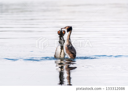 Mating games of two water birds Great Crested Grebes. Two waterfowl birds Great Crested Grebes swim in the lake with heart shaped silhouette Mating games of two water birds Great Crested Grebes. Two waterfowl birds Great Crested Grebes swim in the lake with heart shaped silhouette 133312086