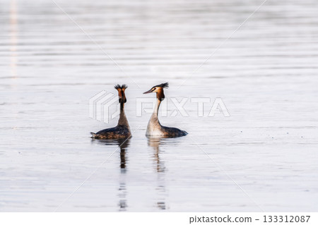 Mating games of two water birds Great Crested Grebes. Two waterfowl birds Great Crested Grebes swim in the lake with heart shaped silhouette 133312087