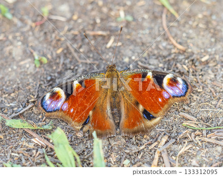 Peacock butterfly on the ground among the grass 133312095