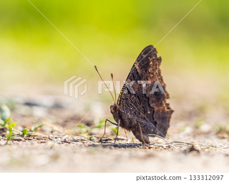 Peacock butterfly on the ground among the grass 133312097