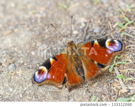 Peacock butterfly on the ground among the grass 133312098