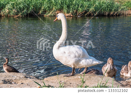 Wild swans with their offspring on a pond in the reeds. Incredibly beautiful nature and birds. 133312102