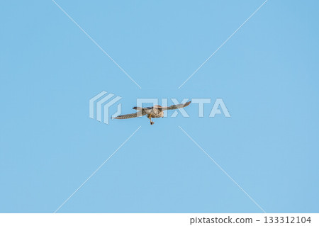 Common kestrel, Falco tinnunculus, hovered in the air in search of prey Common kestrel, Falco tinnunculus, hovered in the air in search of prey 133312104