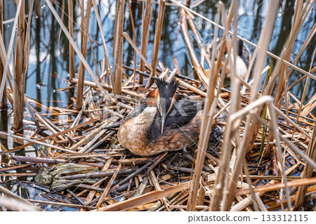 Great Crested Grebe, Podiceps cristatus, water bird sitting on the nest, nesting time on the green lake 133312115