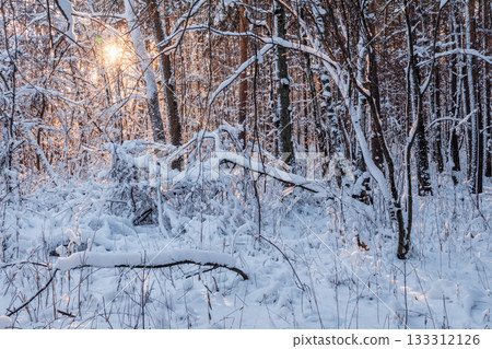 Tree branches in winter covered with snow and frost in snowfall. Frozen tree branches. 133312126