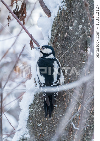 Little woodpecker sits on a tree trunk with snow in winter. The great spotted woodpecker, Dendrocopos major 133312127