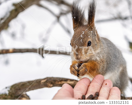 Squirrel eats nuts from a man's hand. Caring for animals in winter or autumn. Squirrel eats nuts from a man's hand. Caring for animals in winter or autumn. 133312131