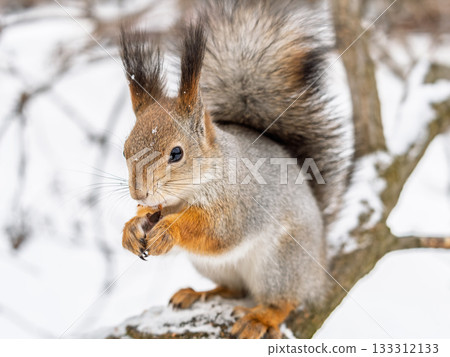 The squirrel with nut sits on tree in the winter or late autumn 133312133