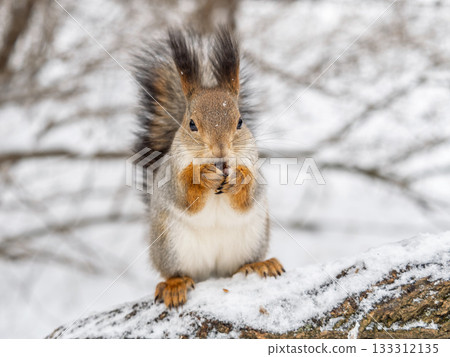 The squirrel with nut sits on tree in the winter or late autumn The squirrel with nut sits on tree in the winter or late autumn 133312135