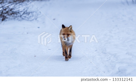 European Red Fox (Vulpes vulpes) in winter forest 133312141