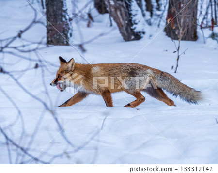 European Red Fox (Vulpes vulpes) in winter forest 133312142