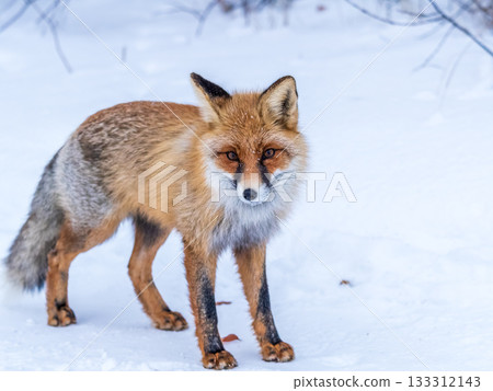 European Red Fox (Vulpes vulpes) in winter forest 133312143
