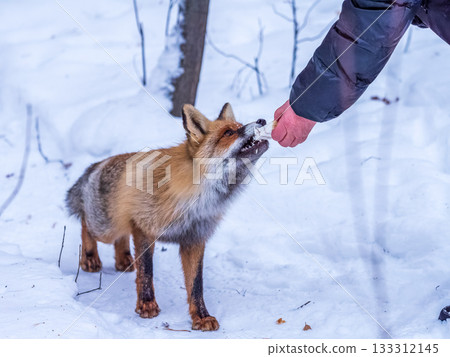 European Red Fox (Vulpes vulpes) in winter forest European Red Fox (Vulpes vulpes) in winter forest 133312145