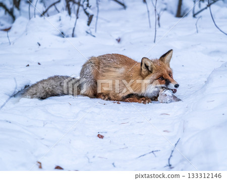 European Red Fox (Vulpes vulpes) in winter forest European Red Fox (Vulpes vulpes) in winter forest 133312146