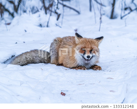 European Red Fox (Vulpes vulpes) in winter forest European Red Fox (Vulpes vulpes) in winter forest 133312148