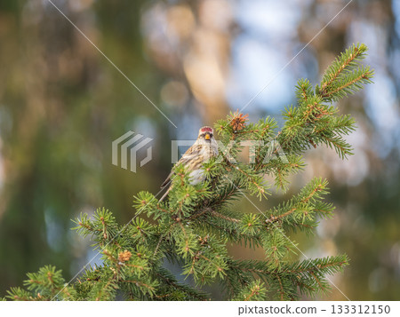 Common redpoll female, cute bird with bright red patch on its forehead sits on tree branch without leaves in sunny spring day. 133312150