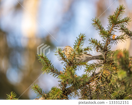 Common redpoll female, cute bird with bright red patch on its forehead sits on tree branch without leaves in sunny spring day. Common redpoll female, cute bird with bright red patch on its forehead sits on tree branch without leaves in sunny spring day. 133312151