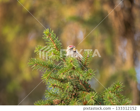 Common redpoll female, cute bird with bright red patch on its forehead sits on tree branch without leaves in sunny spring day. 133312152