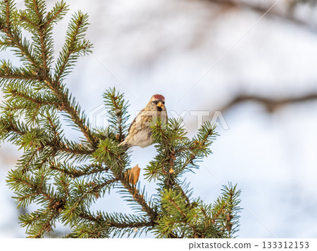 Common redpoll female, cute bird with bright red patch on its forehead sits on tree branch without leaves in sunny spring day. 133312153