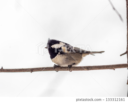 Beautiful bird Coal tit, lat. Periparus ater, sitting on a branch without leaves in the autumn or winter. Beautiful bird Coal tit, lat. Periparus ater, sitting on a branch without leaves in the autumn or winter. 133312161