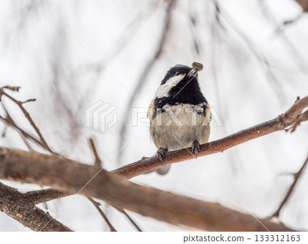 Beautiful bird Coal tit, lat. Periparus ater, sitting on a branch without leaves in the autumn or winter. Beautiful bird Coal tit, lat. Periparus ater, sitting on a branch without leaves in the autumn or winter. 133312163