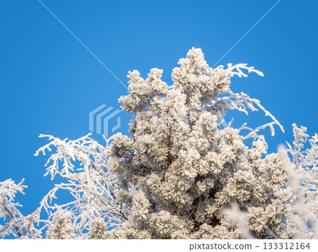 Pine branch with needles is covered with snow in the sunset light 133312164